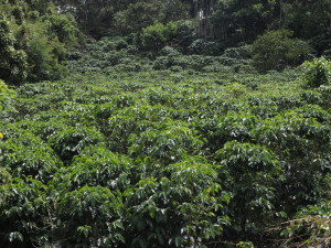 piantagione caffè costa rica